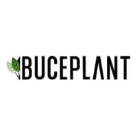 Buce Plant